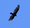 Central Oregon Motorcycle Tours - Northwest Turkey Vulture Central Oregon Motorcycle Tours - Northwest Turkey Vulture